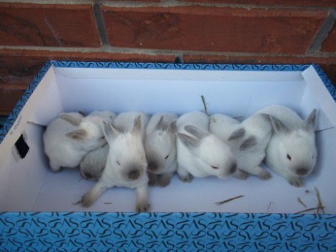 The bunnies, they multiply!
